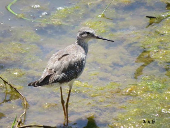 Pitotoy chico/Lesser Yellowlegs