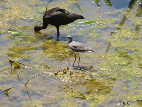 Pitotoy chico/Lesser Yellowlegs