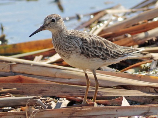 Playerito pectoral/Pectoral Sandpiper