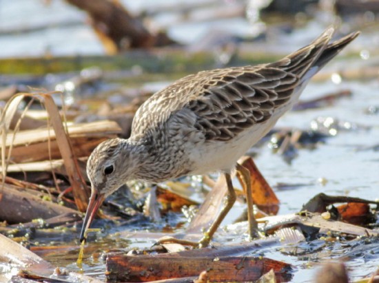 Playerito pectoral/Pectoral Sandpiper