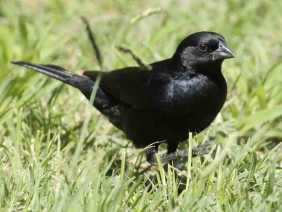 Tordo pico corto/Screaming Cowbird