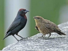 Varillero congo/Chestnut-capped Blackbird