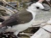 Viudita blanca/Pied Water-Tyrant