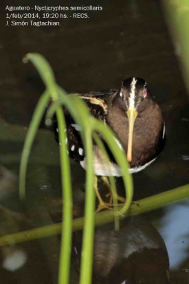 Aguatero/South American Painted-snipe