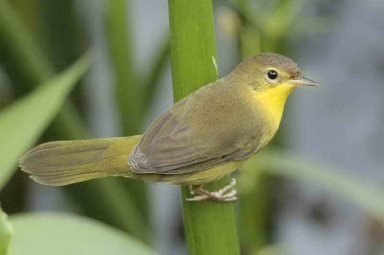 Arañero cara negra H/Masked Yellowthroat F