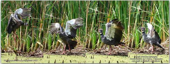 Chajá/Southern Screamer