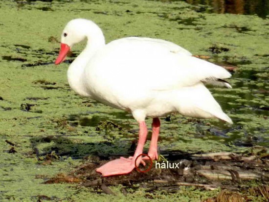 Coscoroba/Coscoroba Swan