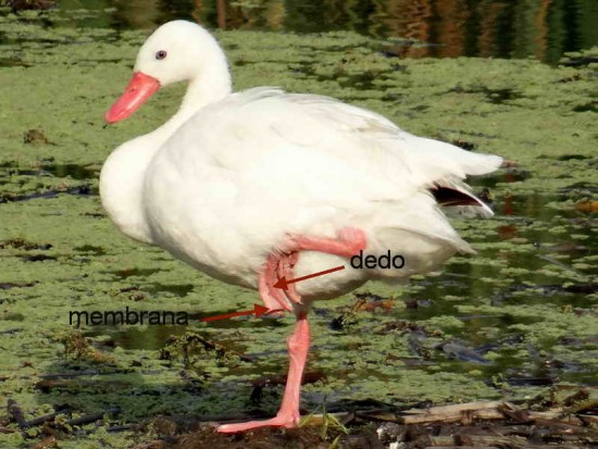 Coscoroba/Coscoroba Swan