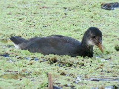 Gallareta escudete rojo/Red-fronted Coot