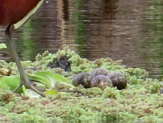 Jacana/Wattled Jacana