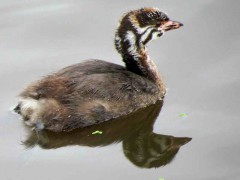 Macá pico grueso J/Pied-billed Grebe J