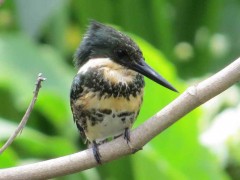 Martín pescador chico H/Green Kingfisher F