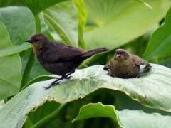 Varillero congo R/Chestnut-capped Blackbird B