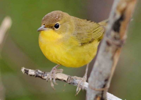 Arañero cara negra H/Masked Yellowthroat F