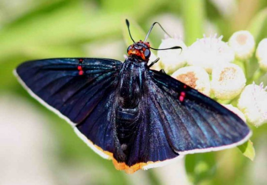 Polibio sangrante/Guava Skipper