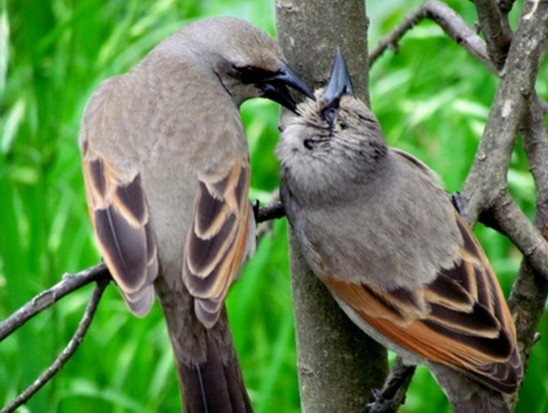 Tordo músico/Bay-winged Cowbird