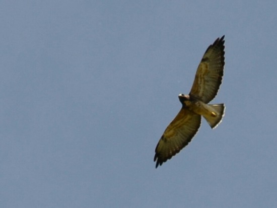 Aguilucho alas largas J/White-tailed Hawk J