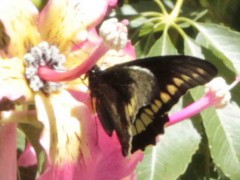 Borde de oro/Polydamas Swallowtail