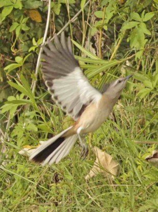 Calandria real/White-banded Mockingbird