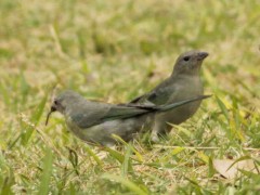 Celestino/Sayaca Tanager