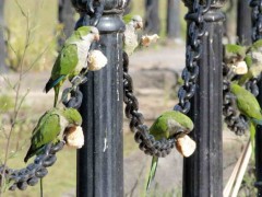 Cotorra/Monk Parakeet