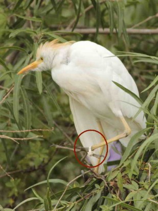 Garcita bueyera/Cattle Egret