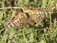 Hortensia/Southern Fritillary