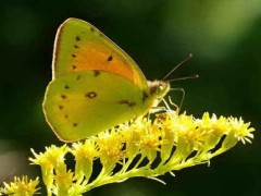 Isoca de la alfalfa/Lesbia Sulfur