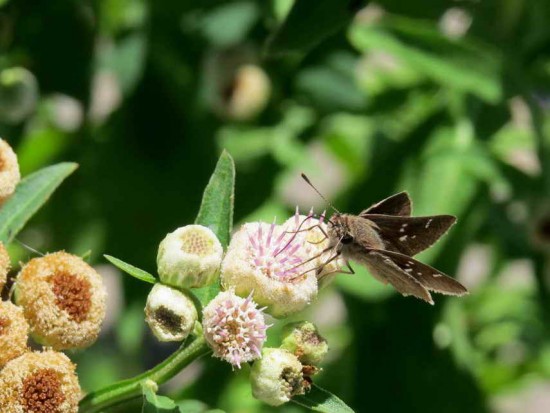 Medialuna común/Eufala Skipper