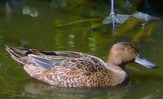 Pato colorado/Cinnamon Teal