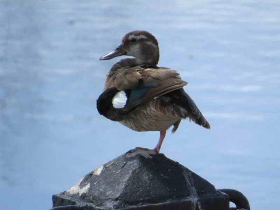 Pato de collar H/Ringed Teal F