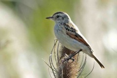 Pico de plata J/Spectacled Tyrant J