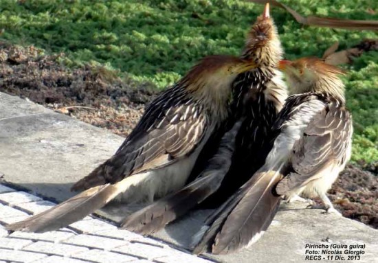 Pirincho/Guira Cuckoo