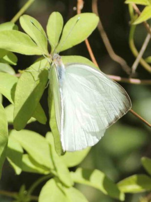 Pirpinto de la col/Great Southern White