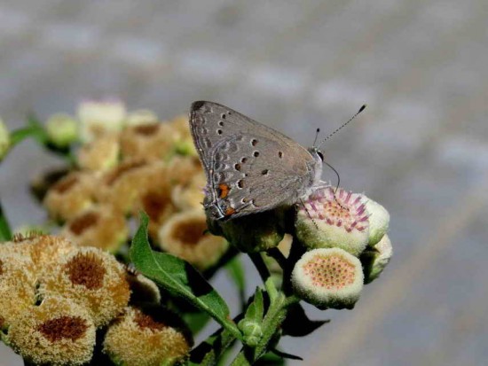 Frotadora común/Eurytulus Scrub-Hairstreak