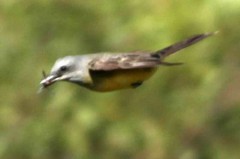 Suirirí real/Tropical Kingbird