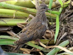 Torcaza J/Eared Dove J