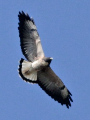 Aguilucho alas largas/White-tailed Hawk