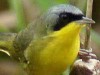 Arañero cara negra M/Masked Yellowthroat M