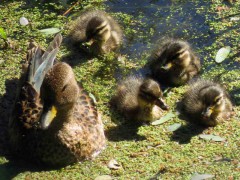 Pato barcino/Yellow-billed Teal