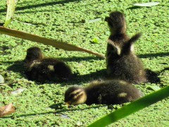 Pato barcino/Yellow-billed Teal