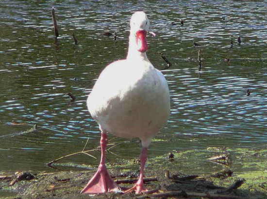 Coscoroba/Coscoroba Swan