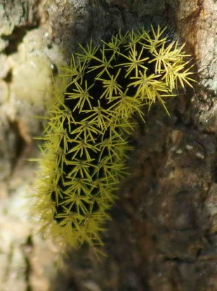 Leucanella viridiscens