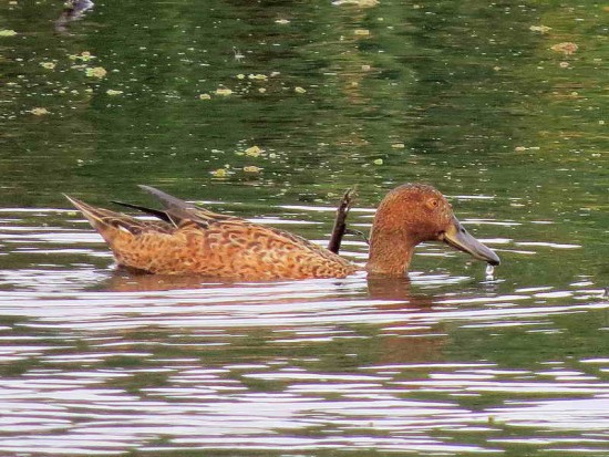 Pato colorado/Cinnamon Teal