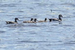 Pato de collar/Ringed Teal