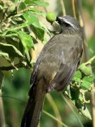 Pepitero gris/Greyish Saltator