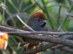 Pijuí plomizo/Spix's Spinetail