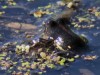 Lesser swimming frog