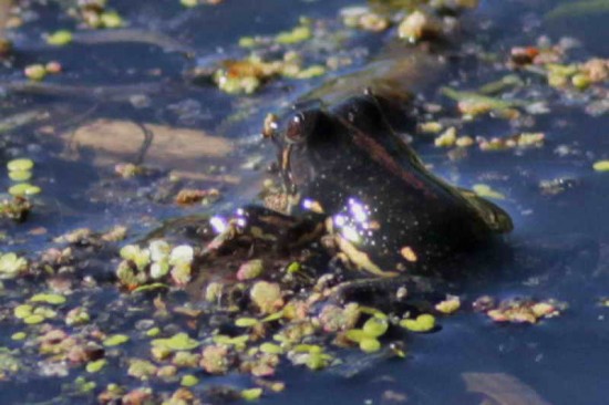 Ranita acuática común/Lesser Swimming Frog