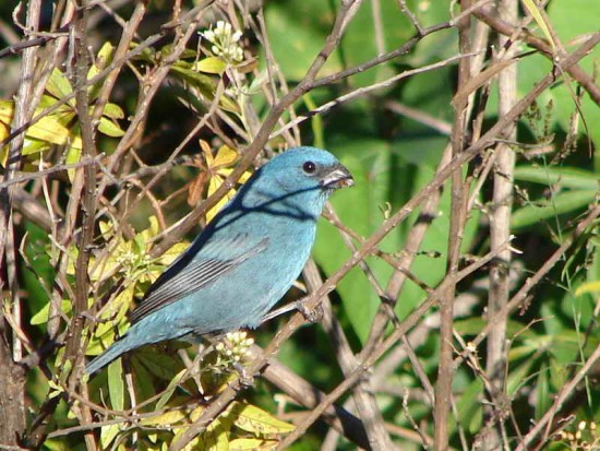 Reinamora chica M/Glaucous-blue Grosbeak M